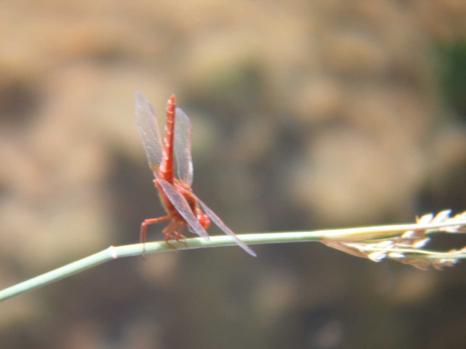 libellule tunisine da identificare